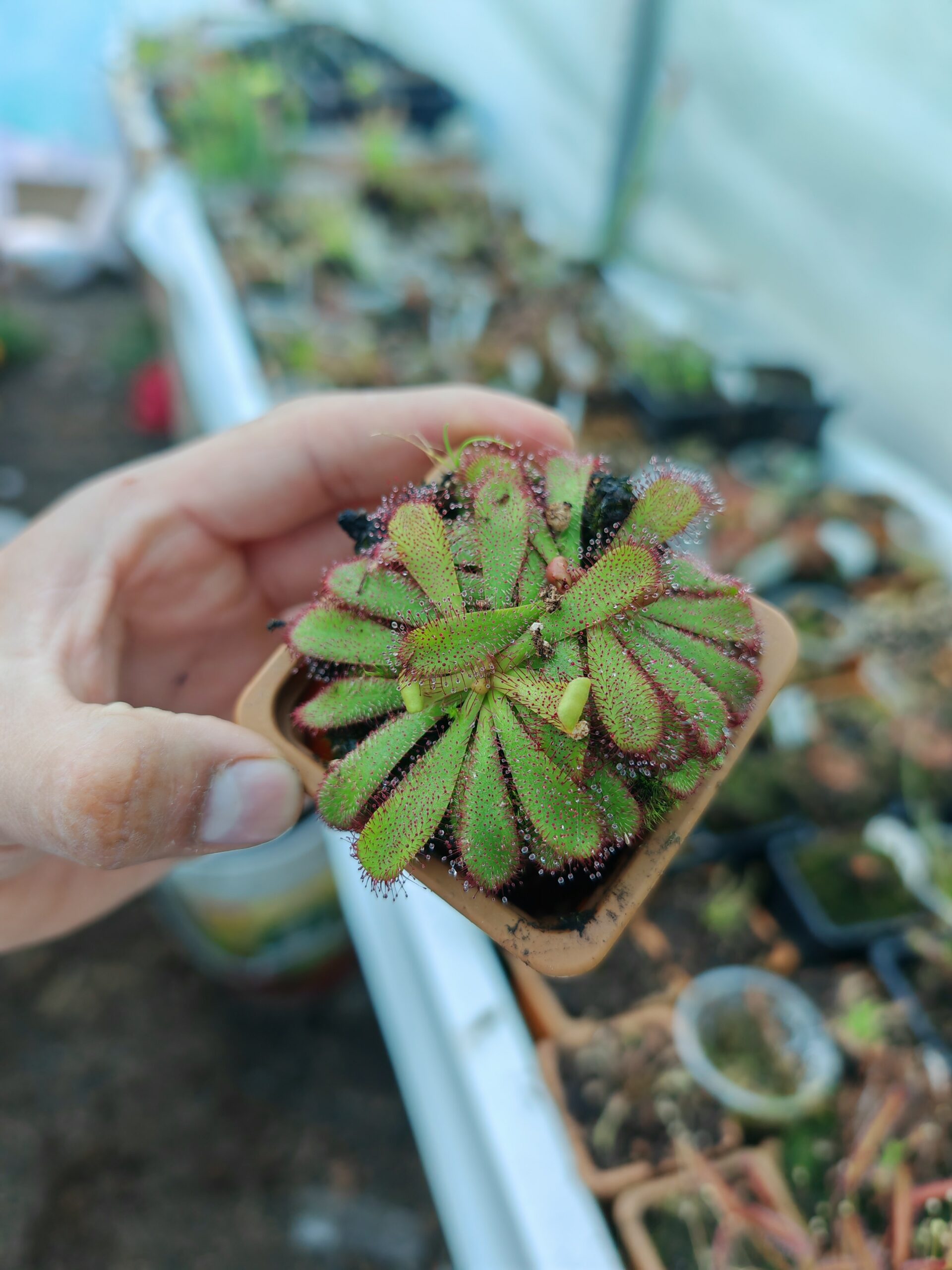 Drosera hamiltonii - Imagen 2