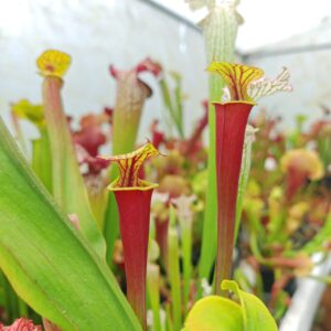 Sarracenia flavar var. rubricorpora 'Claret' MK F25A