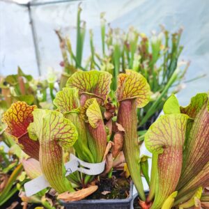 Sarracenia "barba"