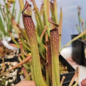 Sarracenia rubra ssp. Gulfensis