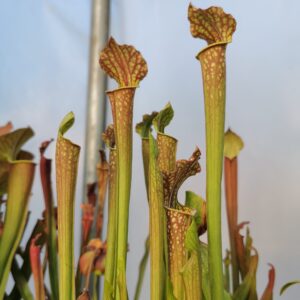 Sarracenia "moorei " Marston Exotics MK H83