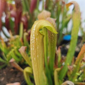 Sarracenia "rehderi"