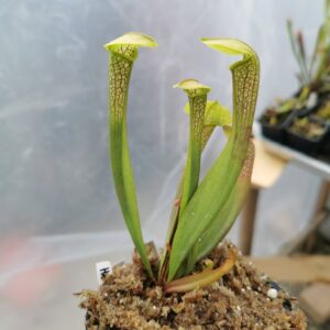 Sarracenia "Hummer's Hammerhead"