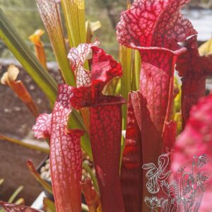 Sarracenia "juthatip soper"