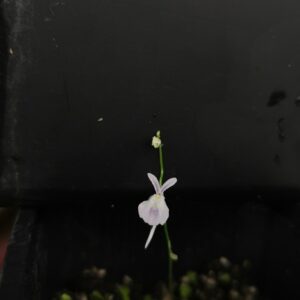Utricularia sandersonii