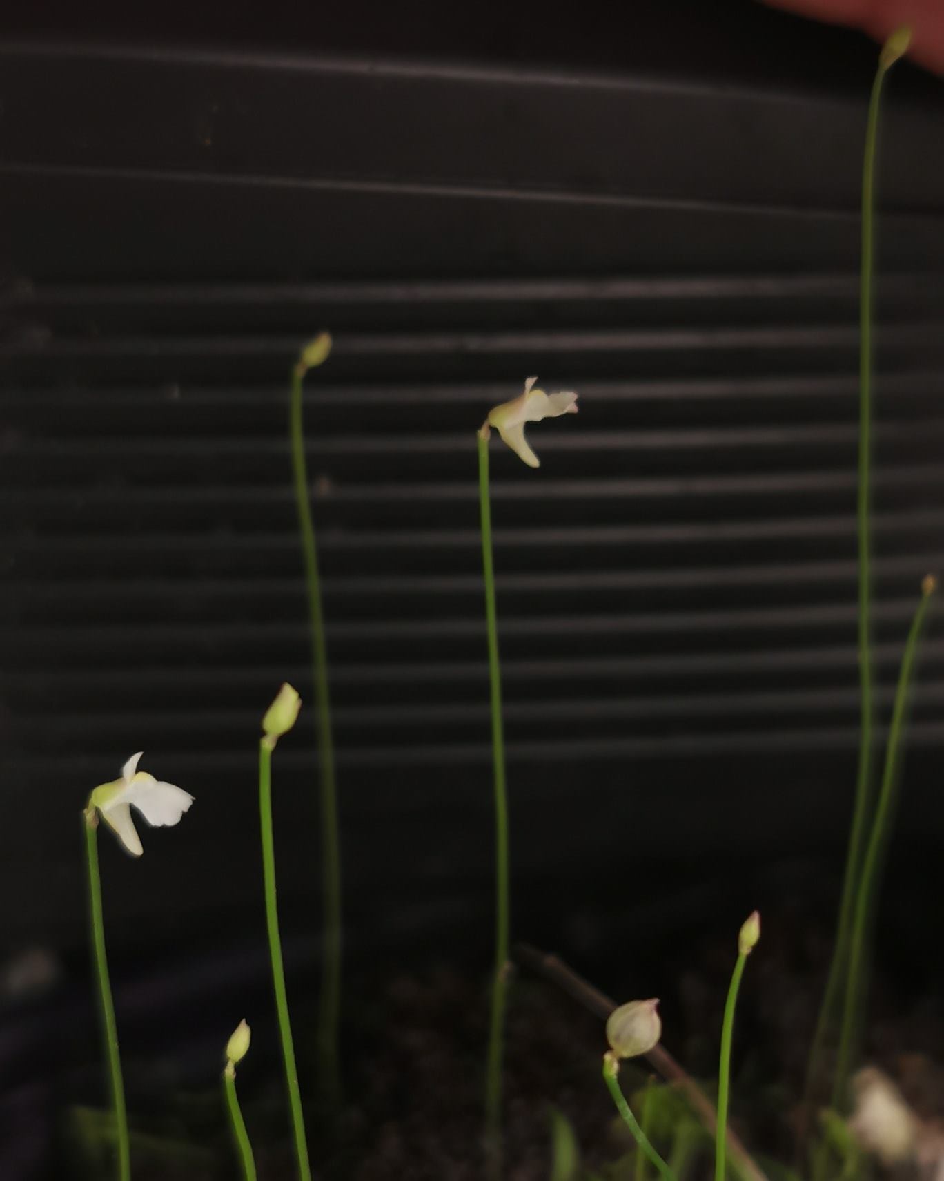 Utricularia rostrata (Brasil)