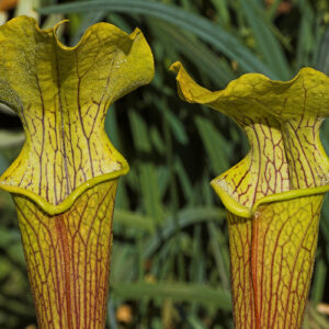 Sarracenia rubra ssp. alabamensis (Autauga Co., Alabama, USA)