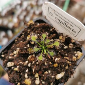 Drosera capillaris var. alba