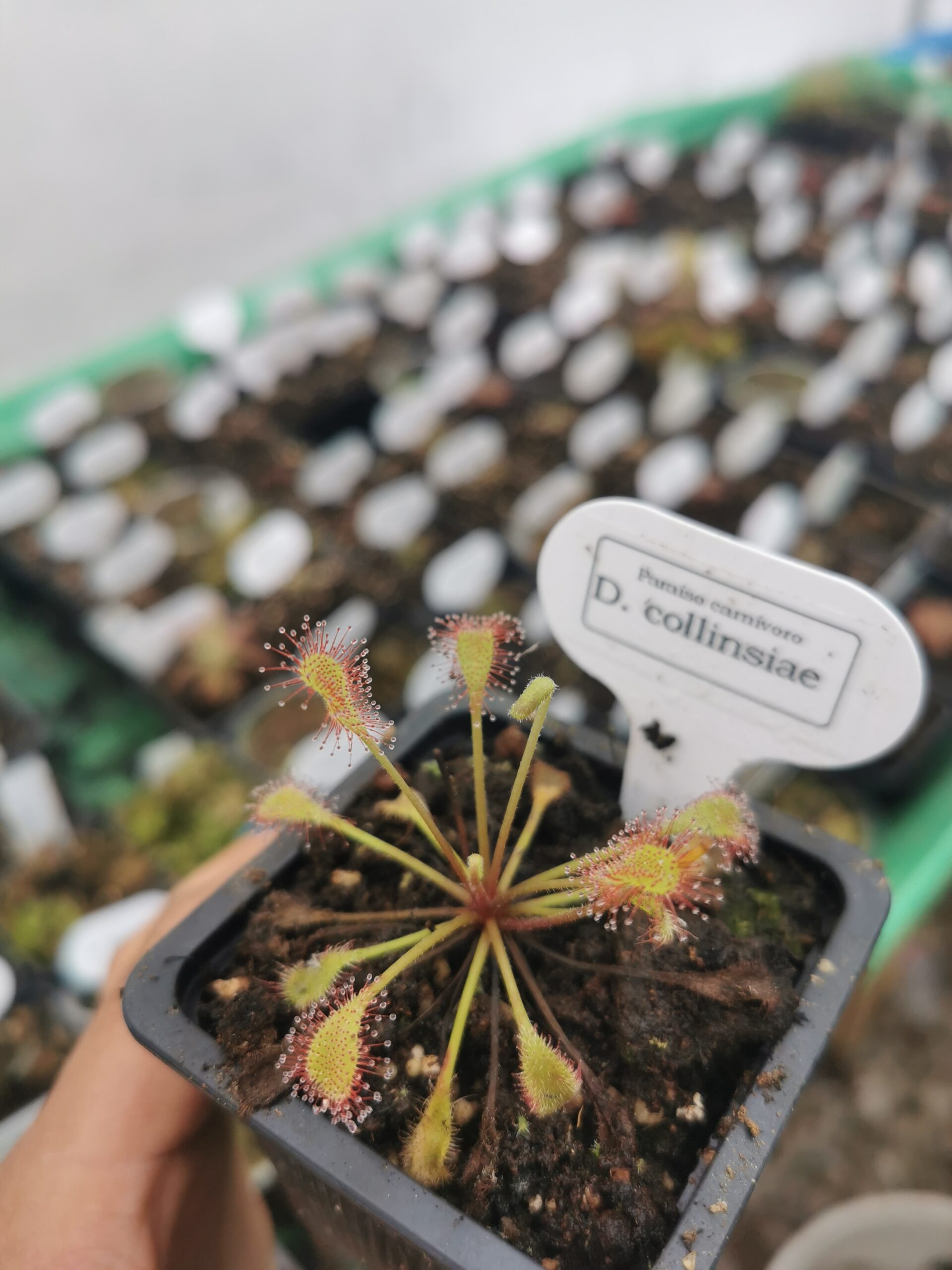 Drosera collinsiae