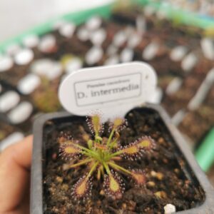 Drosera intermedia