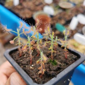 Drosera scorpioides