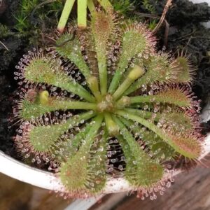 Drosera spatulata