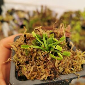 Dionaea muscipula  wacky traps