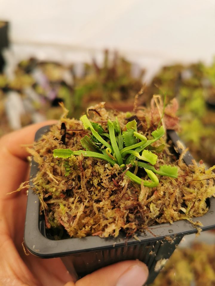 Dionaea muscipula wacky traps