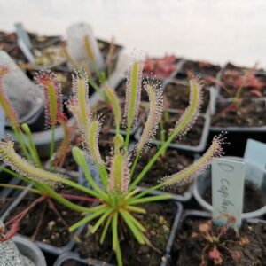 Drosera capensis alba