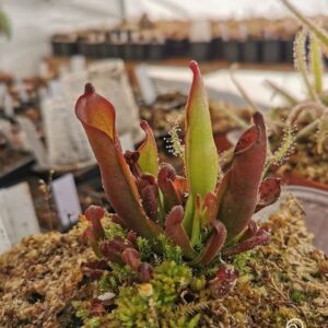 Heliamphora purpurascens