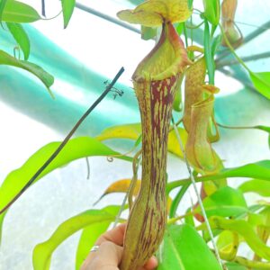 Nepenthes boschiana
