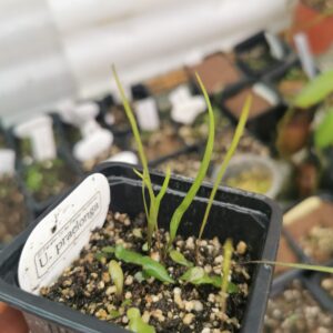 Utricularia praelonga