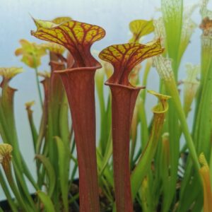 Sarracenia flava var. rubricorpora MK F83