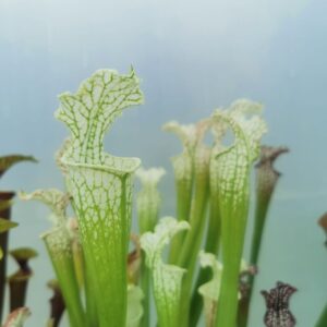 Sarracenia leucophylla alba