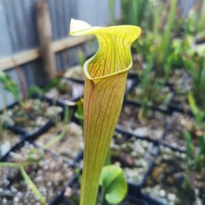 Sarracenia alata var. rubrioperculata MK A21
