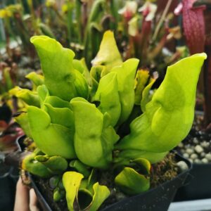 Sarracenia purpurea subsp. purpurea f. heterophylla