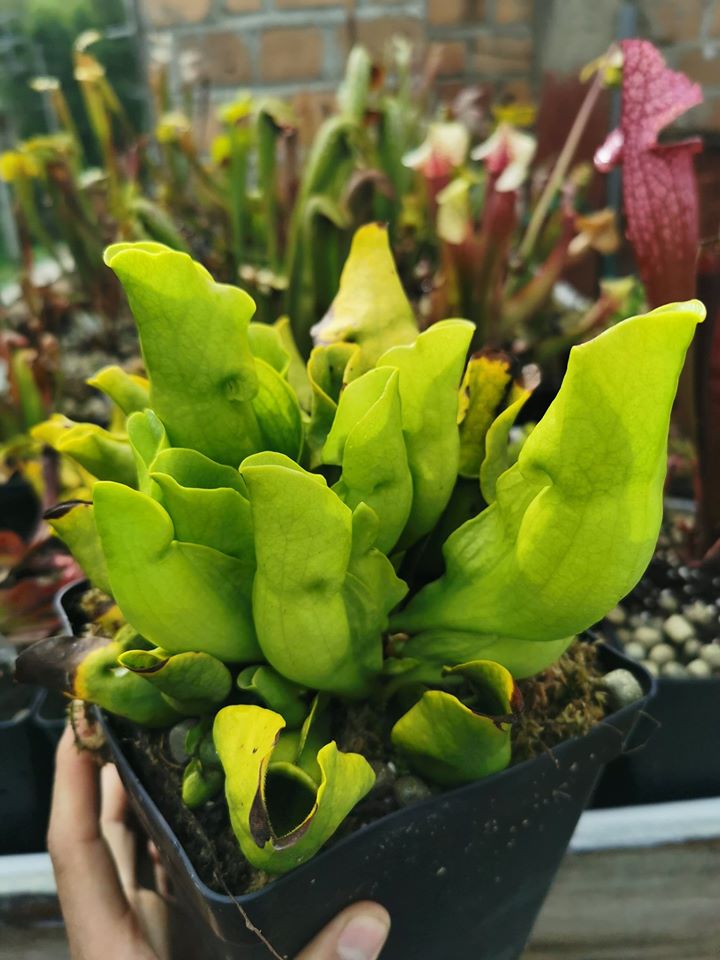 Sarracenia purpurea subsp. purpurea f. heterophylla