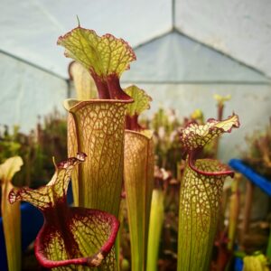 Sarracenia "moorei" Leah Wilkerson MK H112