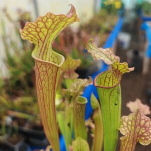 Sarracenia stevensii x moorei