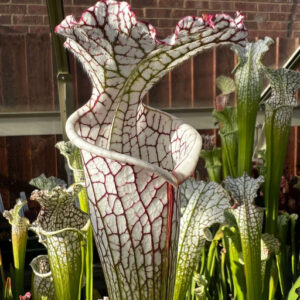 Sarracenia leucophylla MK L34