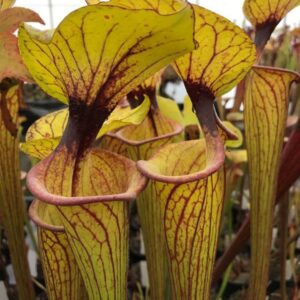Sarracenia flava var. ornata MK F35