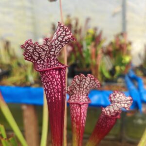 Sarracenia leucophylla "Premyls Otakar" SG