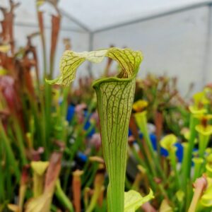 Sarracenia H008 x camisole