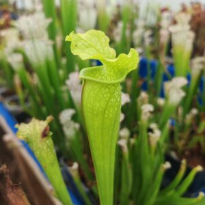 Sarracenia Juthatip soper x flava var. rubricorpora
