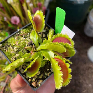 Dionaea muscipula giant clam