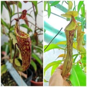 Nepenthes maxima (Indonesia) x boschiana