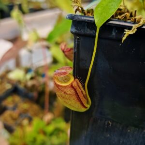 Nepenthes flava x tenuis