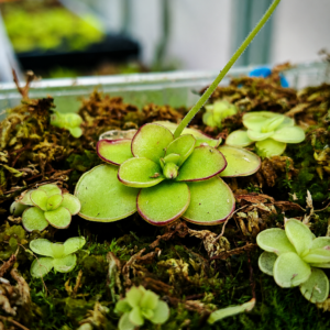 Pinguicula ibarrae