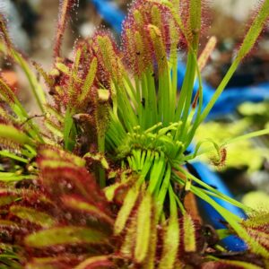 Drosera capensis " Crested"