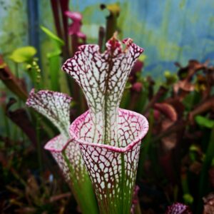 Sarracenia leucophylla MK L75 - Chipola River, Florida