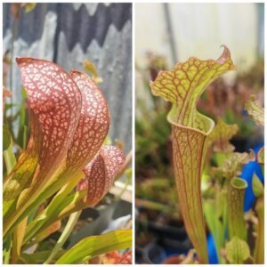 Sarracenia "scarlet belle" x (stevensii x moorei)