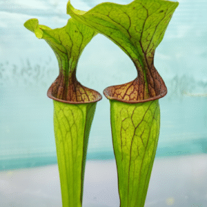 Sarracenia oreophila De Kalb Co.AL MK O6