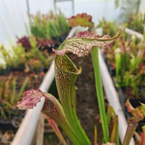 Sarracenia leucophylla x rubra