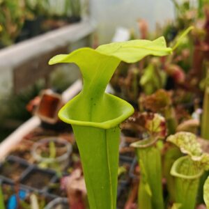 Sarracenia flava var. flava (Apalachicola Fl.  USA)