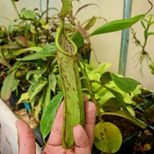 Nepenthes dactylifera