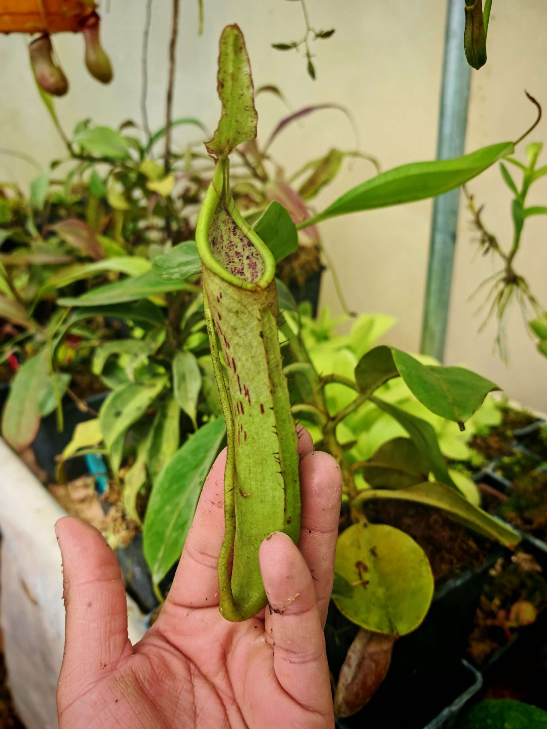Nepenthes dactylifera