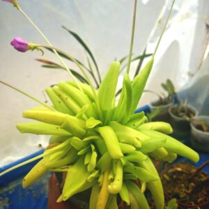 Pinguicula apasionada