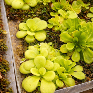 Pinguicula agnata "Hidalgo"