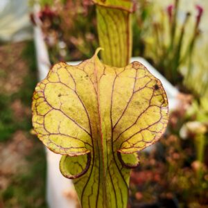 Sarracenia winter time x flava var. Rubricorpora, carniflora F20AO