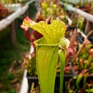Sarracenia Juthatip soper x flava var. rubricorpora